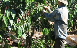 Cà phê Việt